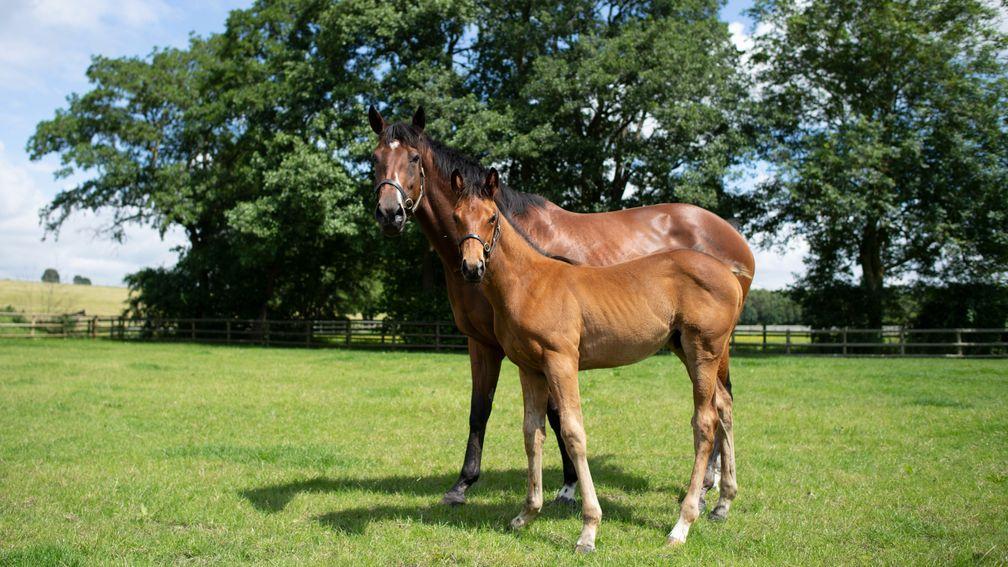 Six-time Group 1 winner Laurens and her first foal, a son of Invincible Spirit who has been given the stable name Ralph