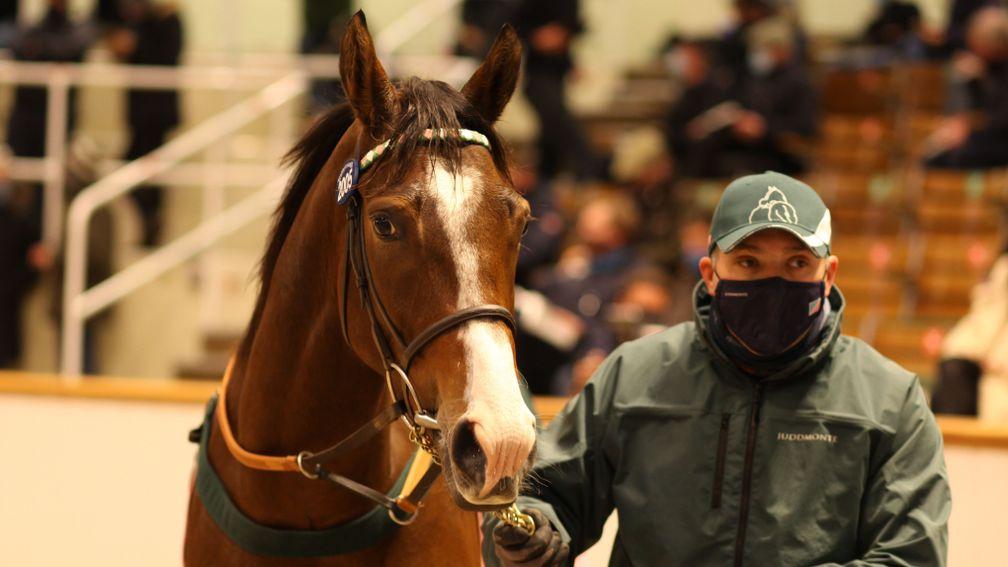 Cressida: 360,000gns top lot due to visit Coolmore's new recruit Sottsass