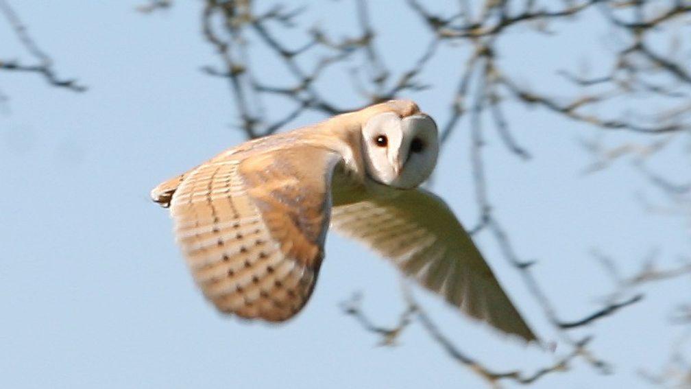 A perfectly posed shot of a barn owl mid-flight