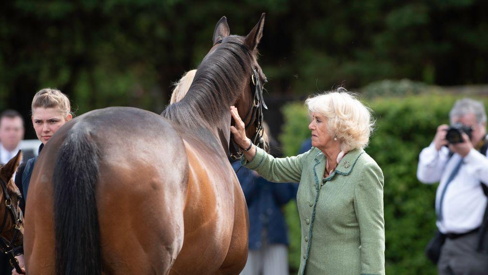 The Duchess Of Cornwall meets one of the National Stud's resident mares
