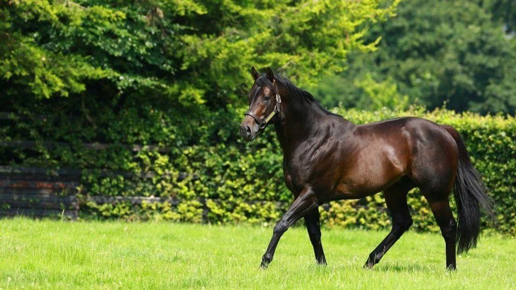 No Nay Never: sire of five Group 1 winners and 82 stakes performers