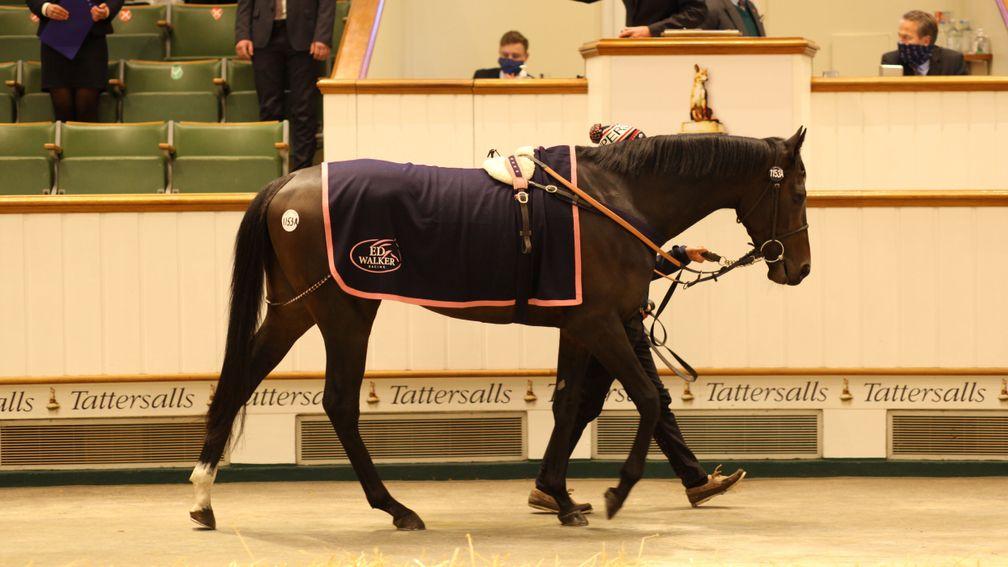Last year's top lot, English King, strides in front of the Tattersalls rostrum before being knocked down for 925,000gns