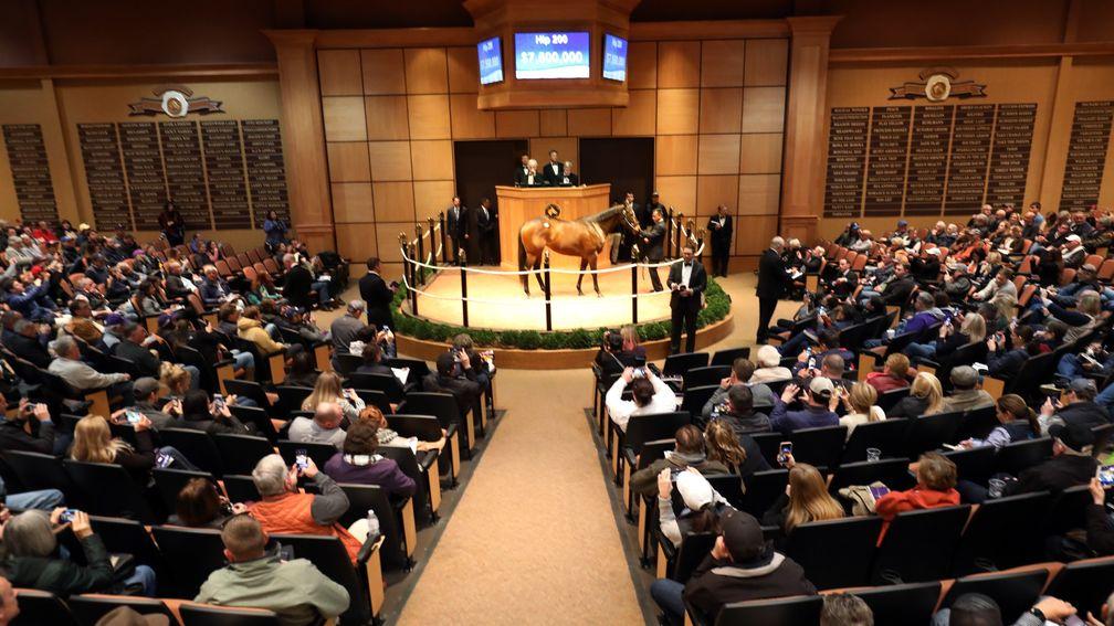 Lady Aurelia was the centre of attention at Fasig-Tipton's 'A Night of Stars' in early November