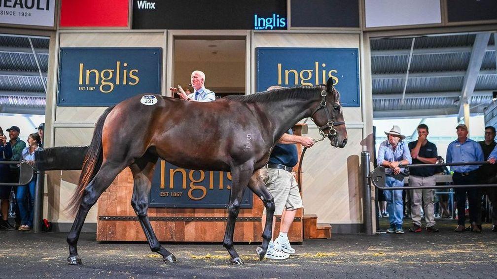 The Pierro filly out of Winx selling at the Inglis Easter Yearling Sale for a record A$10 million