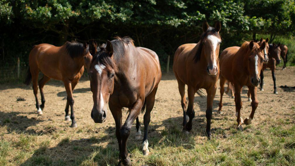 An inquisitive band of retired racehorses enjoy their free time in 50 acres of the Easterbys' farm at Bulmer
