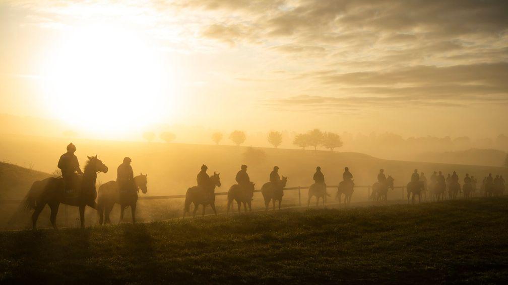 Whitaker captures Nicky Henderson's string in an evocative shot