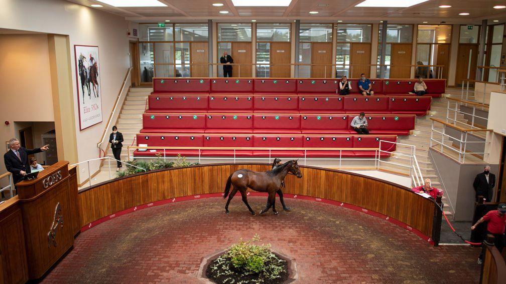 The scene in the socially distanced Goffs UK sales ring in Doncaster