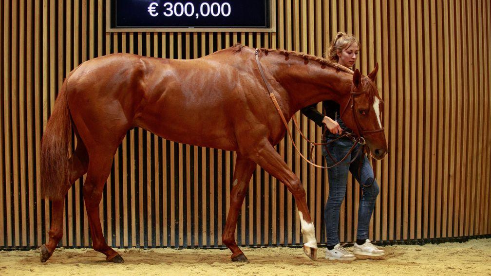 A €45,000 foal purchase, Djo Francais made more than €250,000 on the track and was sold for €320,000 at Arqana on Monday