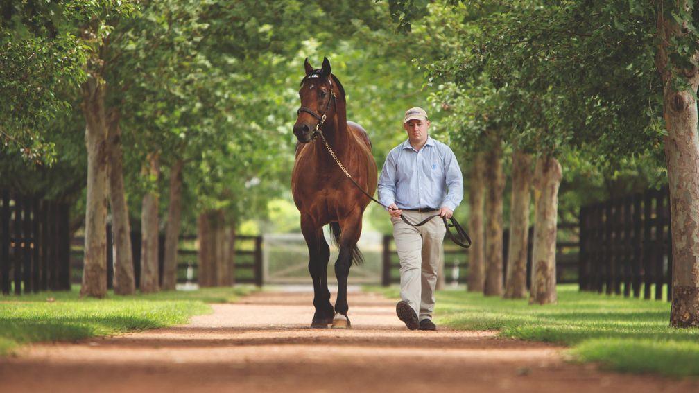Exceed And Excel: James Garfield is one of 256 stakes performers by the iconic shuttle sire