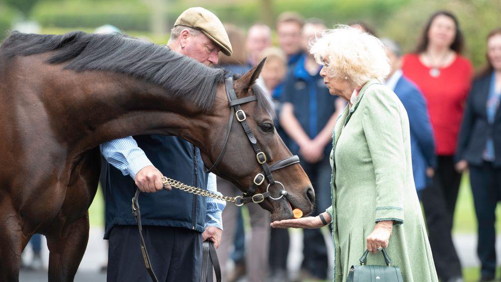 The Duchess of Cornwall feeds Time Test a carrot