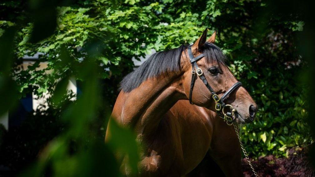 Churchill: sire of two stakes winners in Europe this year, but could do with a big-race winner closer to home