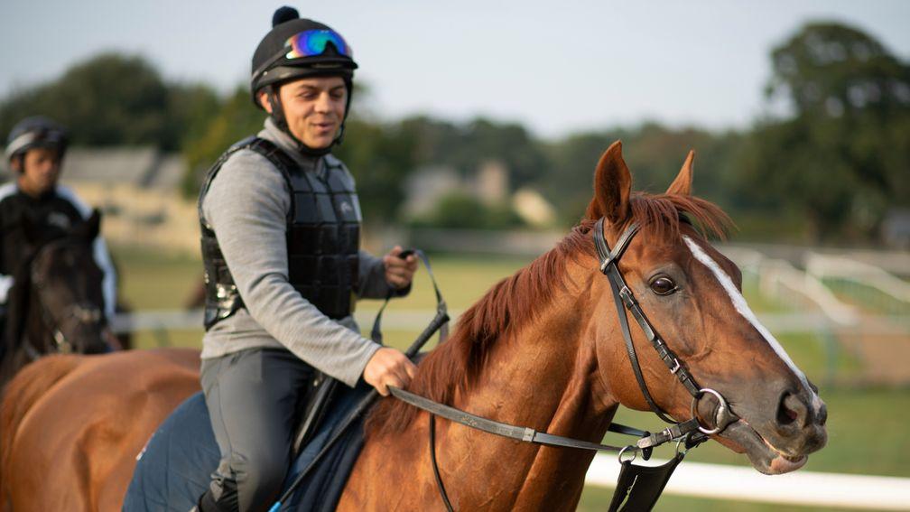 Stradivarius and rider Bradley Bosley return to Clarehaven Stables after a Monday morning workout