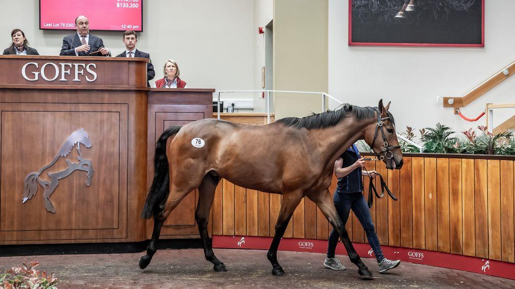Lot 76: the son of Yeats in the ring before being knocked down to Aiden and Olly Murphy for £105,000