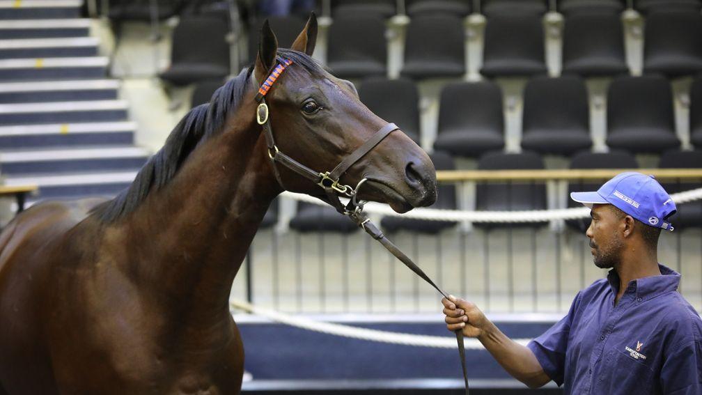 The record-breaking Dynasty colt that fetched R5.2 million from Form Bloodstock