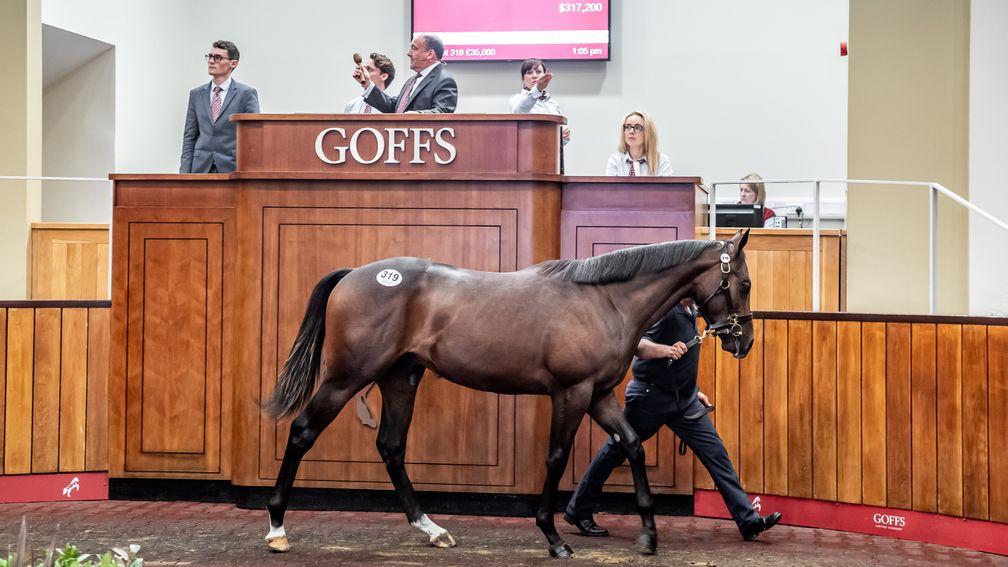 The Mehmas half-brother to Golden Horde in the Goffs UK ring