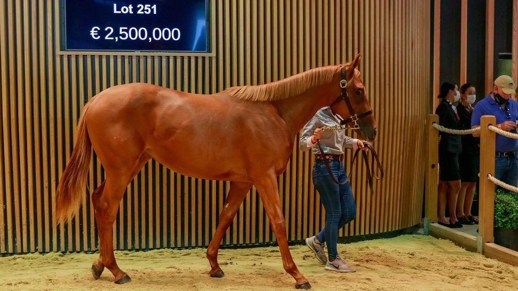 Lot 251: the Dubawi filly out of Starlet's Sister sells for €2.5 million