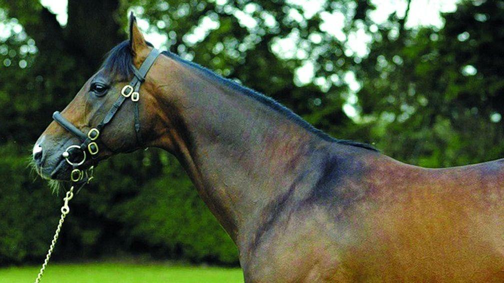 Acclamation: heads the Rathbarry Stud roster