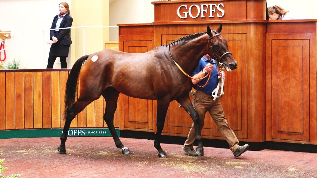 High Stakes cuts a dash in the Doncaster sales ring before bringing £85,000 from Highflyer Bloodstock