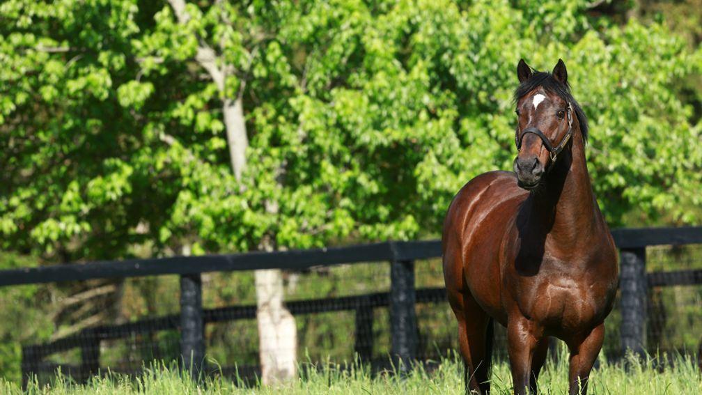 Fusaichi Pegasus: Kentucky Derby winner and Ashford Stud sire has died due to old age