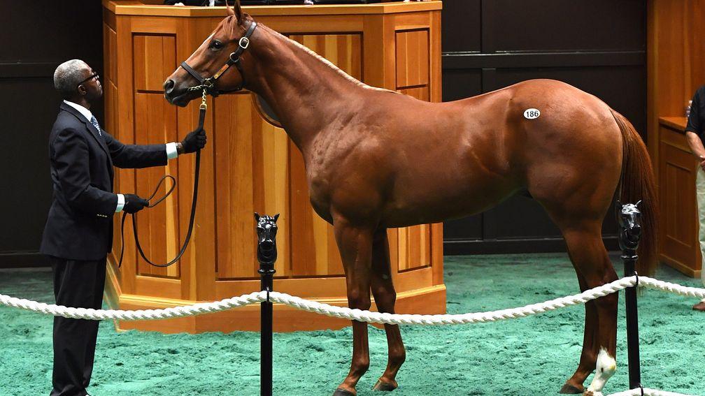 This Orb colt, Hip 186, became Radcliffe's latest big buy at $1 million