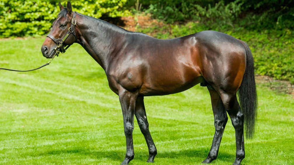 Atkins has mares in foal to the likes of Land Force at the stud