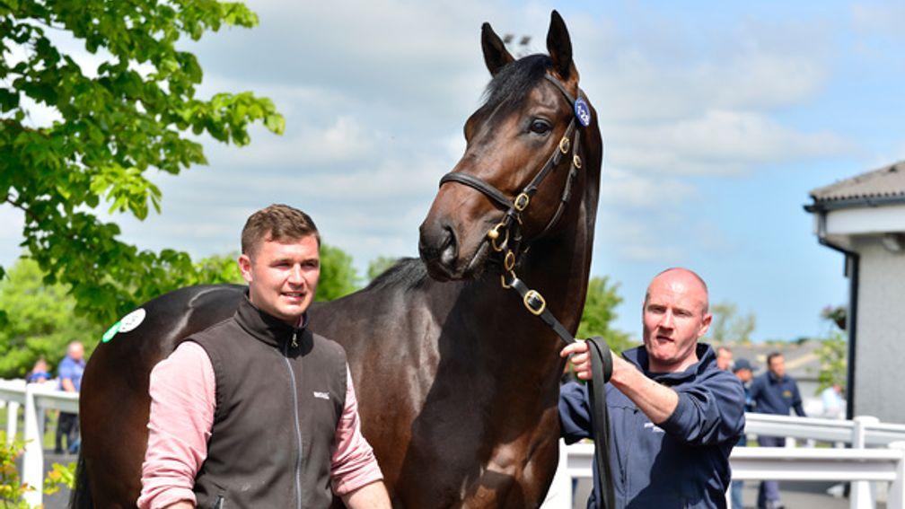 Innishannon Valley Stud's Sioux Nation colt makes €230,000 to Adam Driver