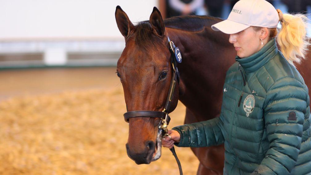 Lot 570: Sea The Stars colt who topped the day at 800,000gns