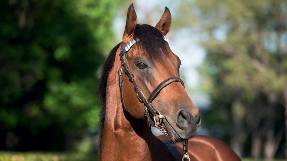 Territories: Dalham Hall Stud resident sired his first winner on Wednesday