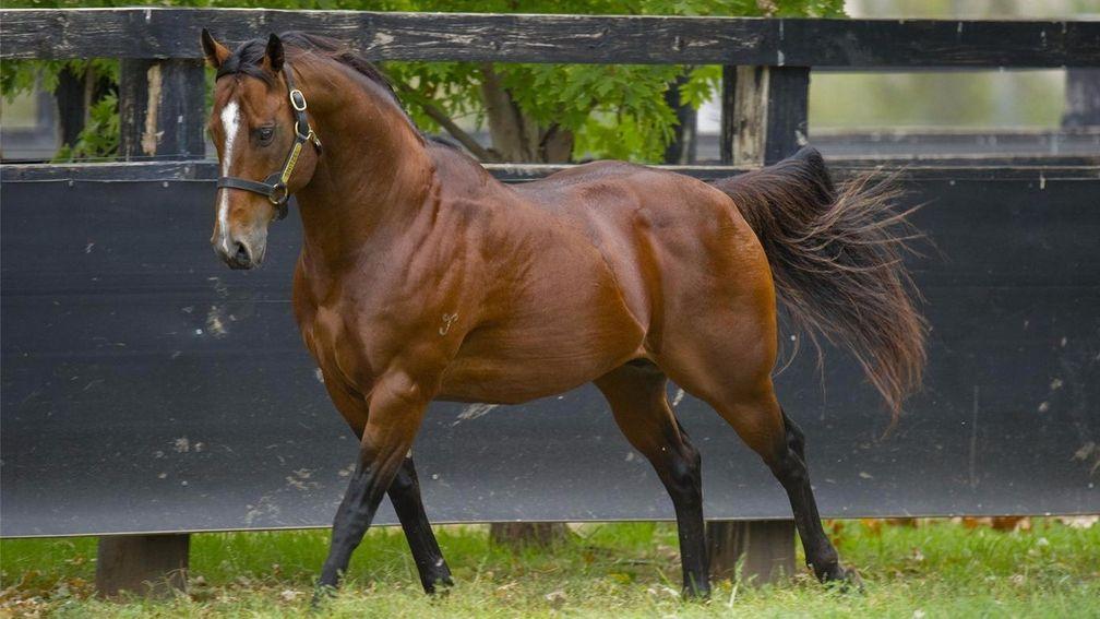 Snitzel: sired 26 stakes winners to equal Danehill's record