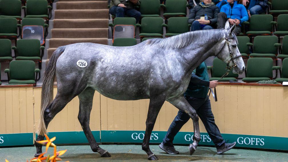 Thoughts Of June: sold for €2m at Goffs on Friday