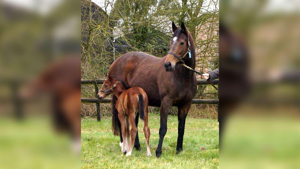 Nash Nasha with Just The Judge as a foal