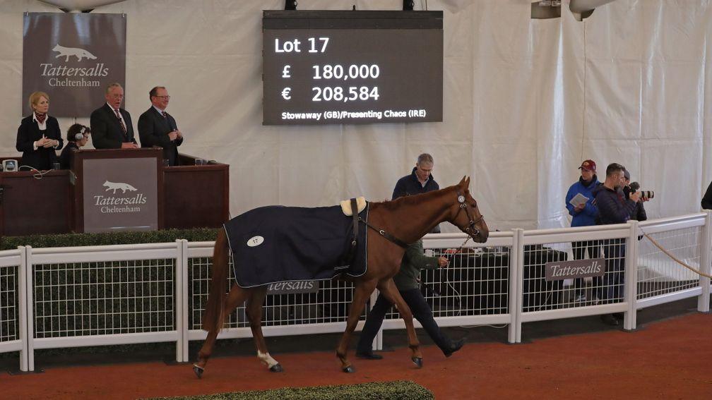 Lot 17: Coconut Splash in the ring before being knocked down for £180,000