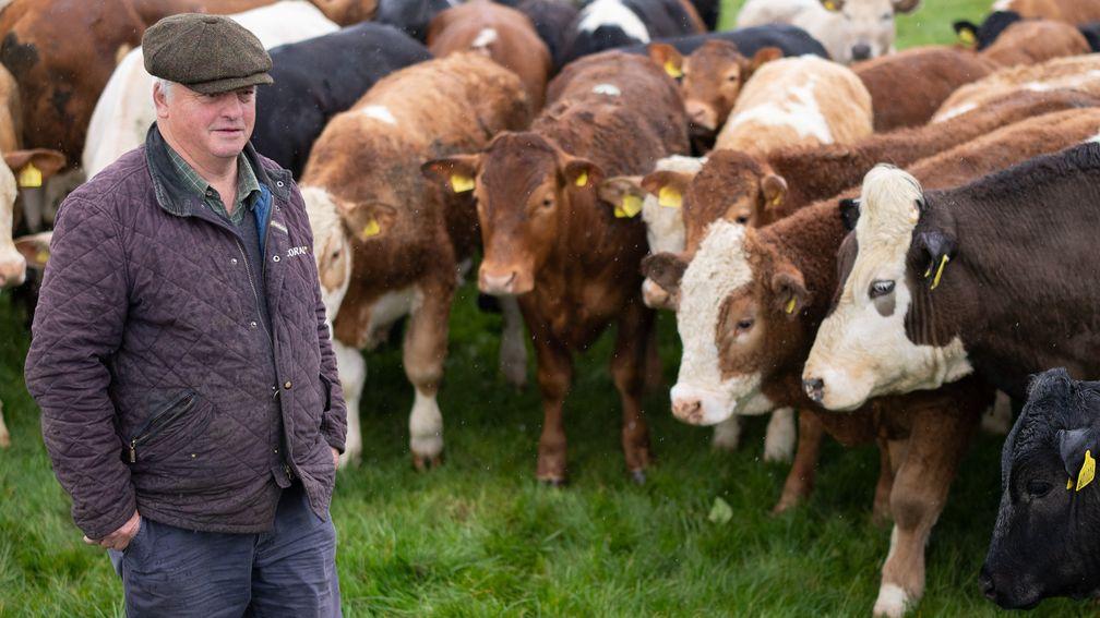 'I love these animals': Colin Tizzard in the fields of the Blackmore Vale with his prized beef cattle