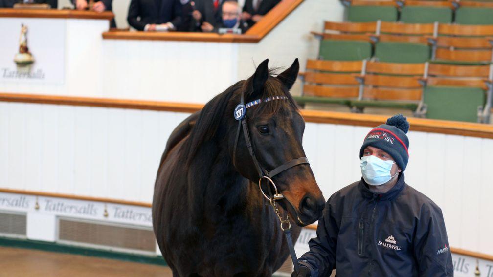 Adaalah: session topper sells to Saud Al Qahtani for 82,000gns