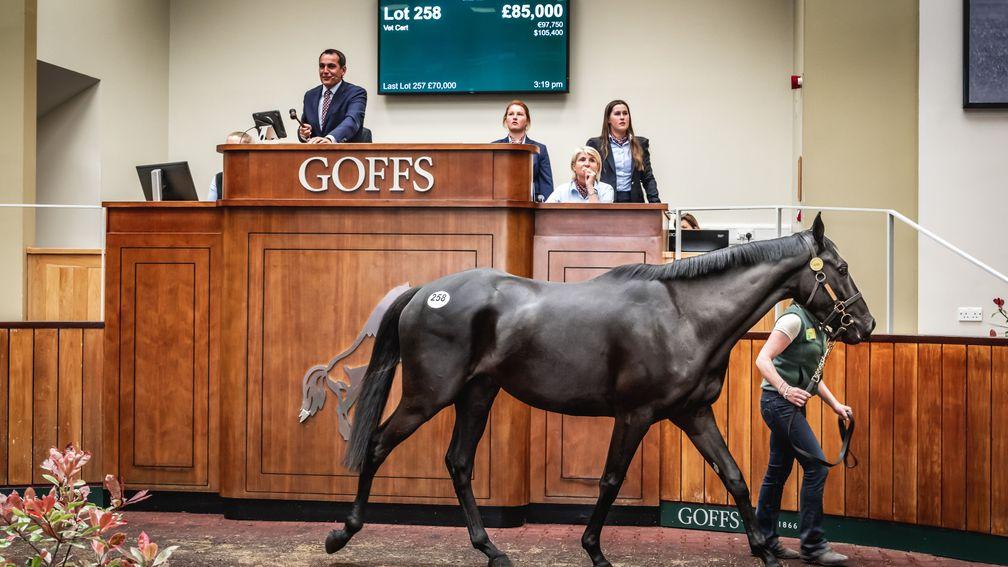 The Authorized gelding out of Forever Present takes his turn around the Goffs UK sales ring