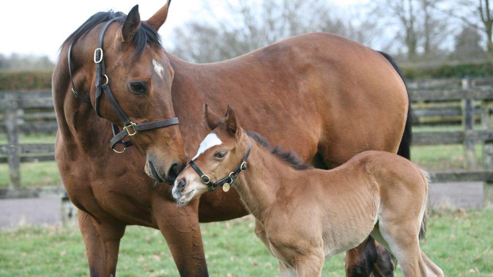 Kind with her Galileo filly, a sister to dual world champion Frankel