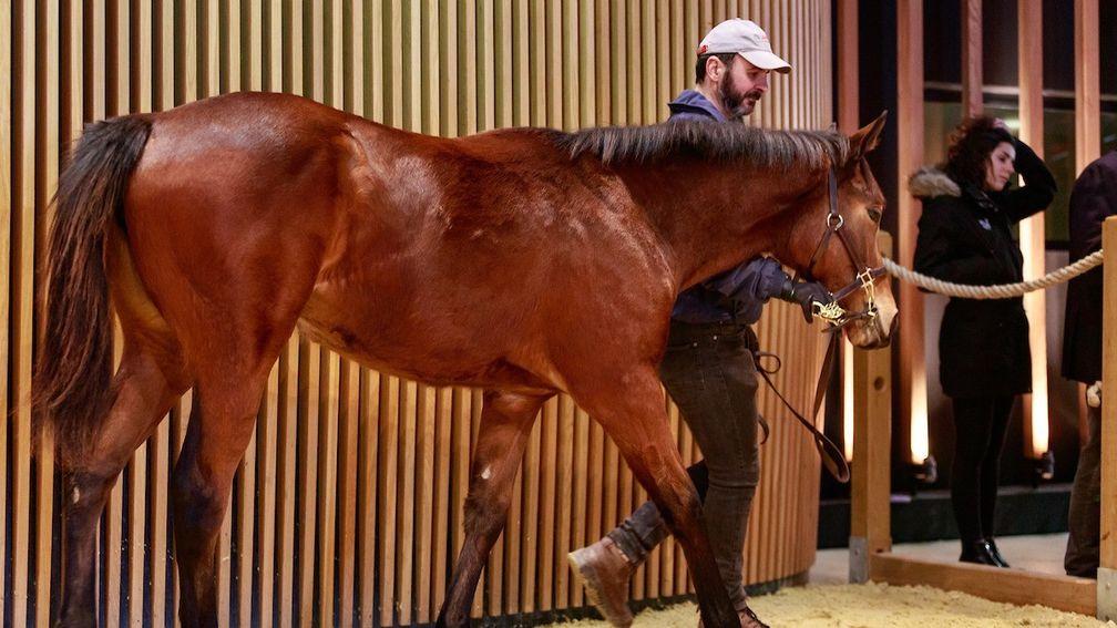 Another Laurens? The Siyouni filly signed for by Anna Sundstrom at €160,000