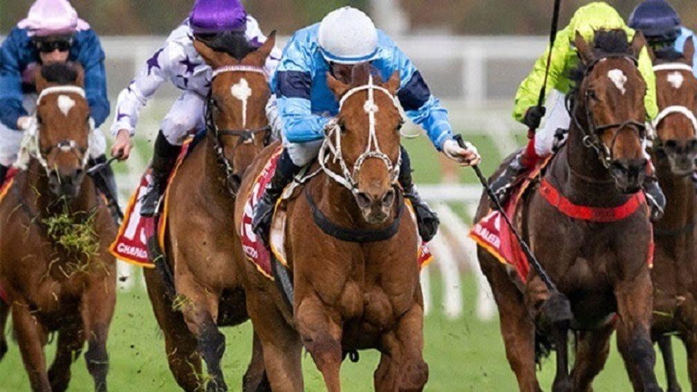 Durston: his sister Casuarina will be offered in foal to Study Of Man