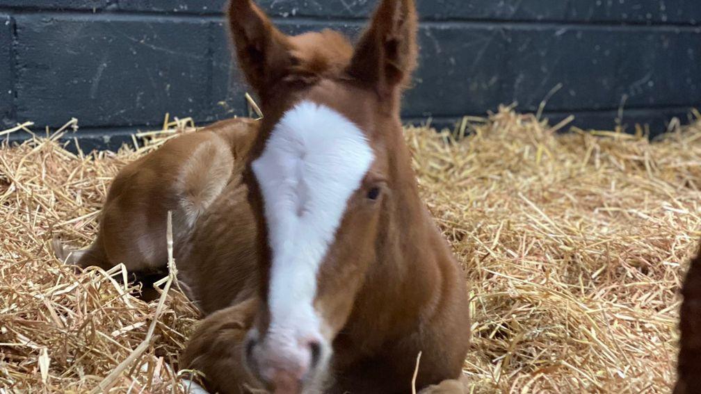 Maywood Stud's Masar filly out of Movementneverlies