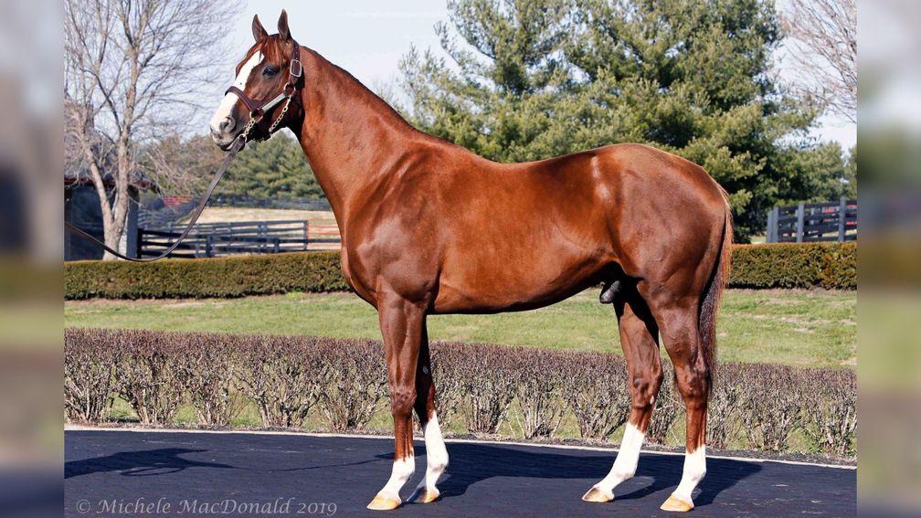 Taylor Made will be offering yearlings by its own California Chrome