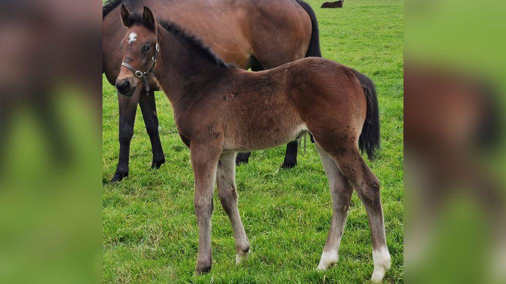 Brendan Laffan's Pillar Coral colt out of Robin Des Champs mare Rhyme And Rythm