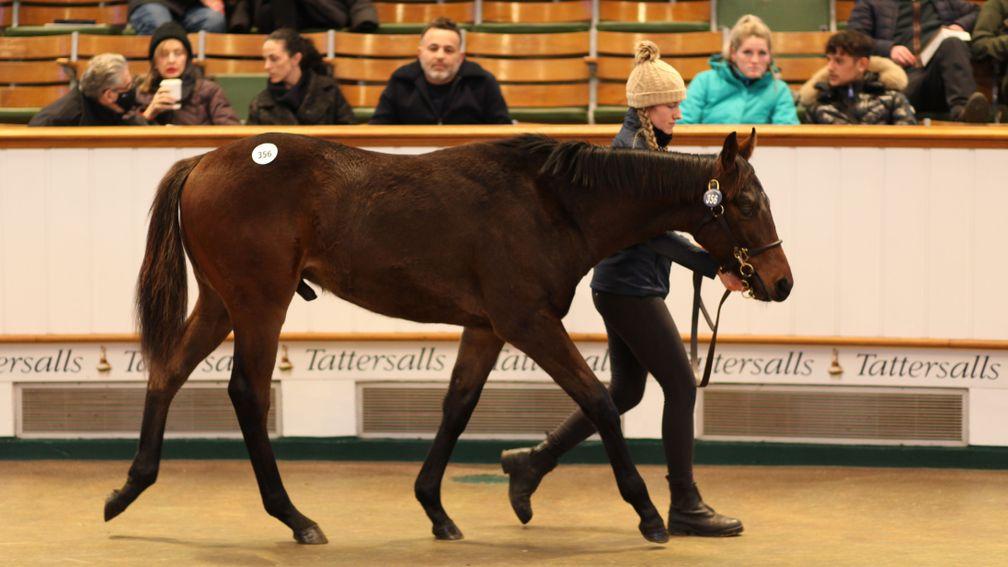Lot 356: Land Force colt out of Delevigne sells for 60,000gns