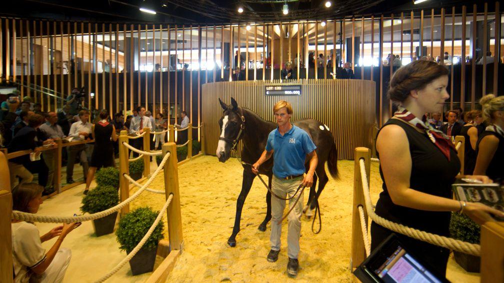 Arqana: the stage is set for another major three days of trade