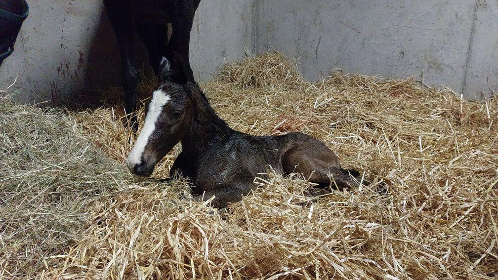 The first Irish-bred foal by Foxwood Stud's Night Wish is this colt from the family of Ebony Jane