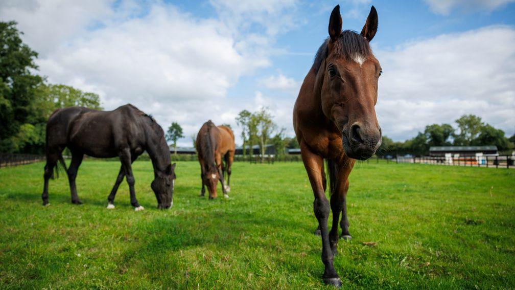 Tiger Roll out grazing with Don Cossack and Silver Birch.Cullentra House Stables.Photo: Patrick McCann/Racing Post15.09.2022