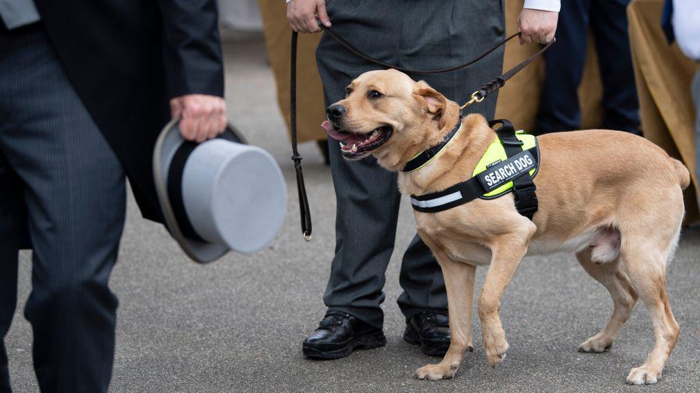 Sniffer dogs patrolled queues inside and outside the course on Tuesday