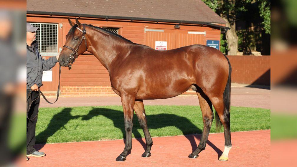 Lot 77: The Fugue's Dubawi colt outside the Watership Down Stud boxes