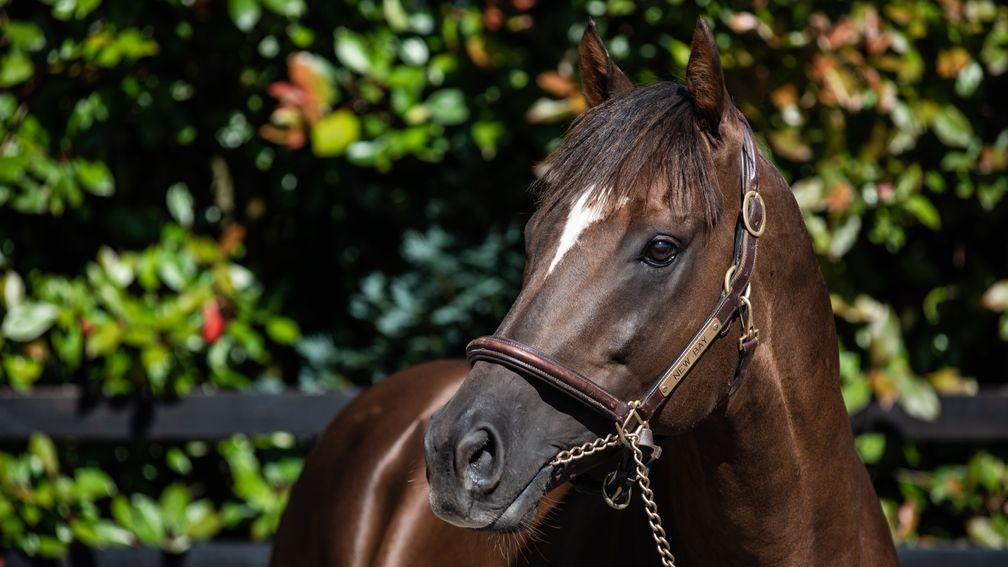New Bay: sire of colt who is being resold