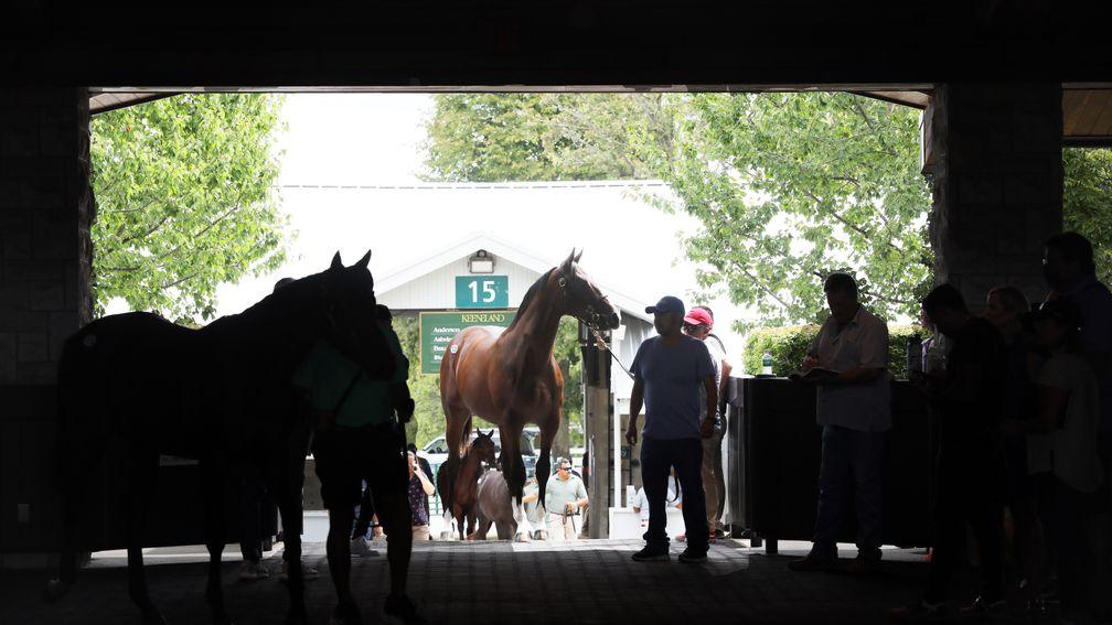 Yearlings are prepped ahead of going under the hammer at Keeneland
