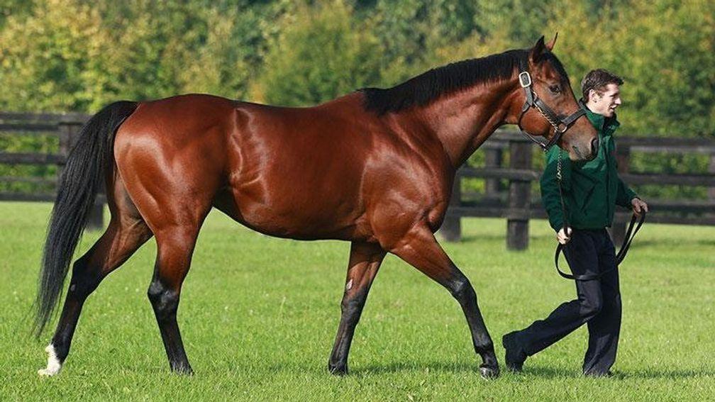 Outstanding stallion Siyouni is a firm favourite